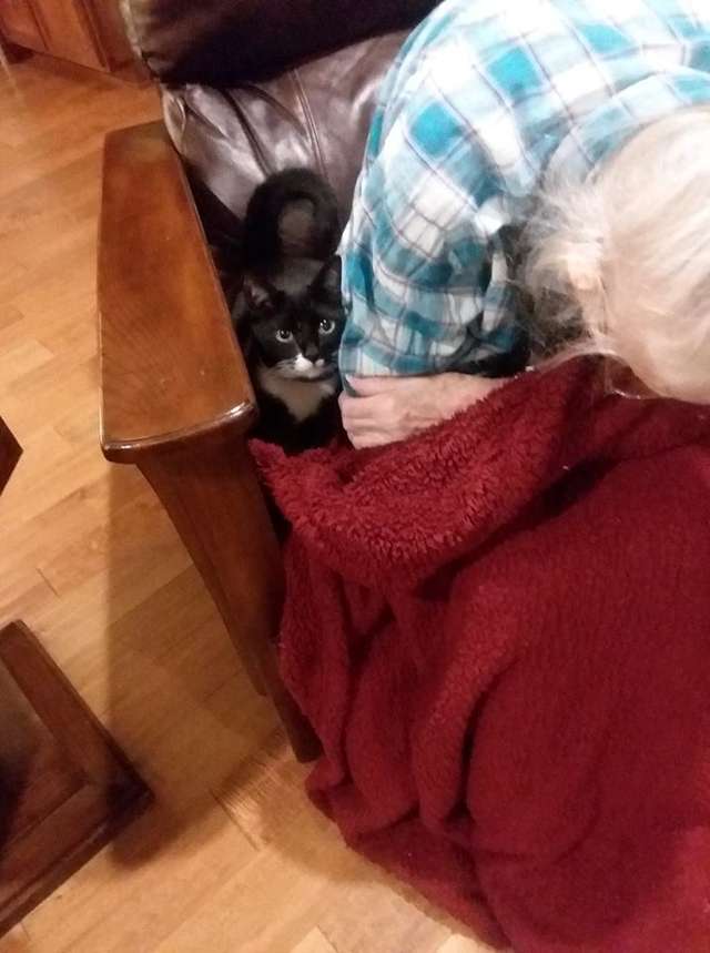 Без кота и жизнь не та