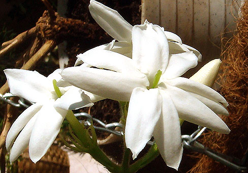 Жасмин (Jasminum) Жасмин (Jasminum)