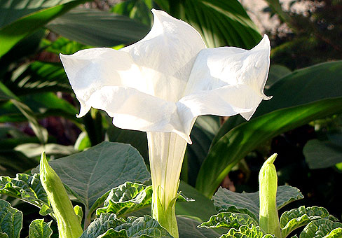 Дурман (Datura) Дурман (Datura)