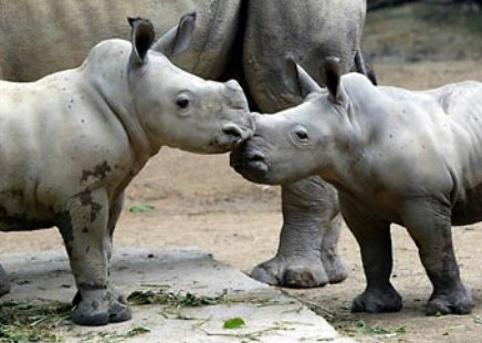 Животные двойники носороги