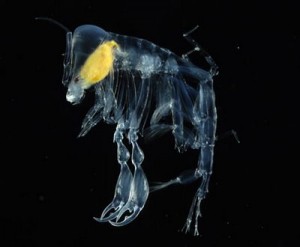 Transparent_Amphipod Фотография Transparent_Amphipod