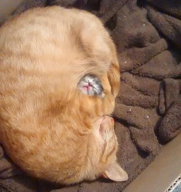 20 спящих котят, которые постигли науку сна в совершенстве спящие котята, котята спят
