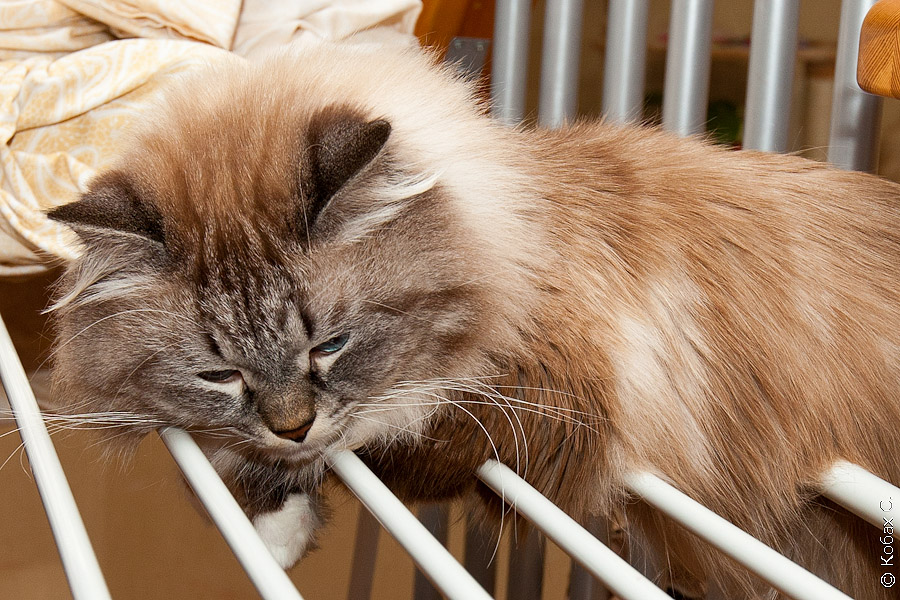 сибирский кот