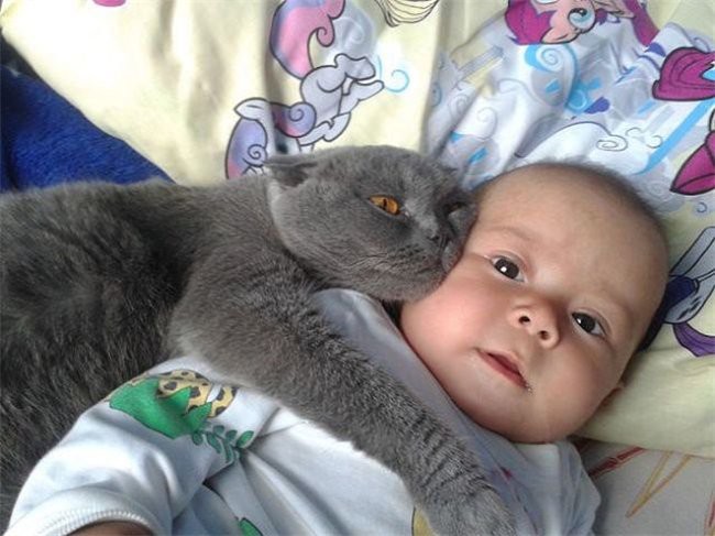 Эмоциональные котэ животные, коты