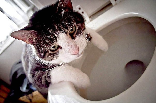 Перебрал валерианы животные, коты, прикол, юмор