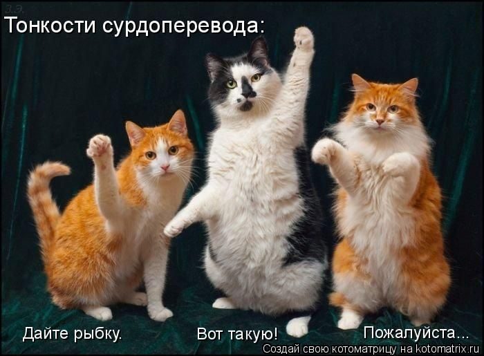 Лучшие котоматрицы прошедшей недели