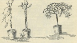 Прививка кактуса (Grafting cacti)