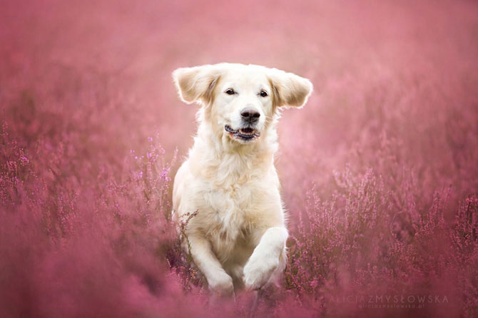Замечательные портреты собак от Алисии Змысловска