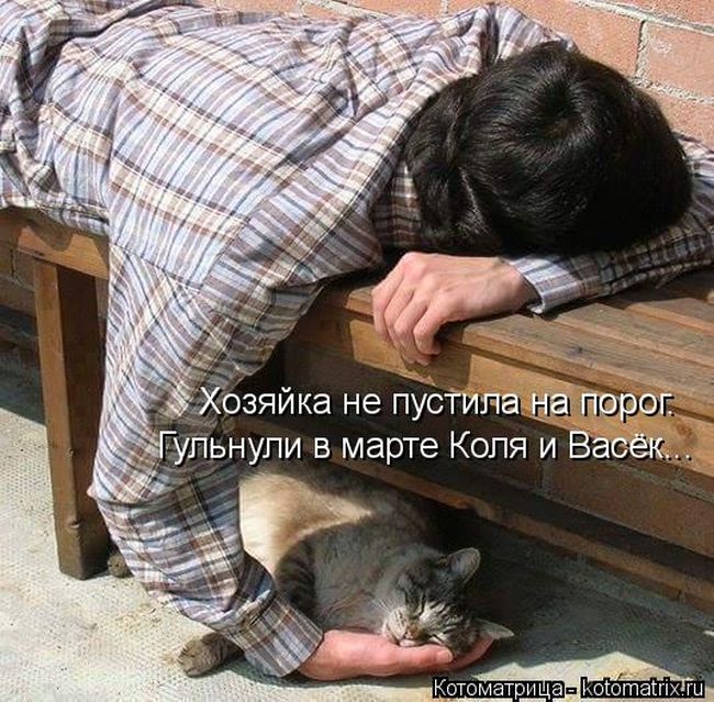 Лучшие котоматрицы недели (49 фото) Забавный котопост
