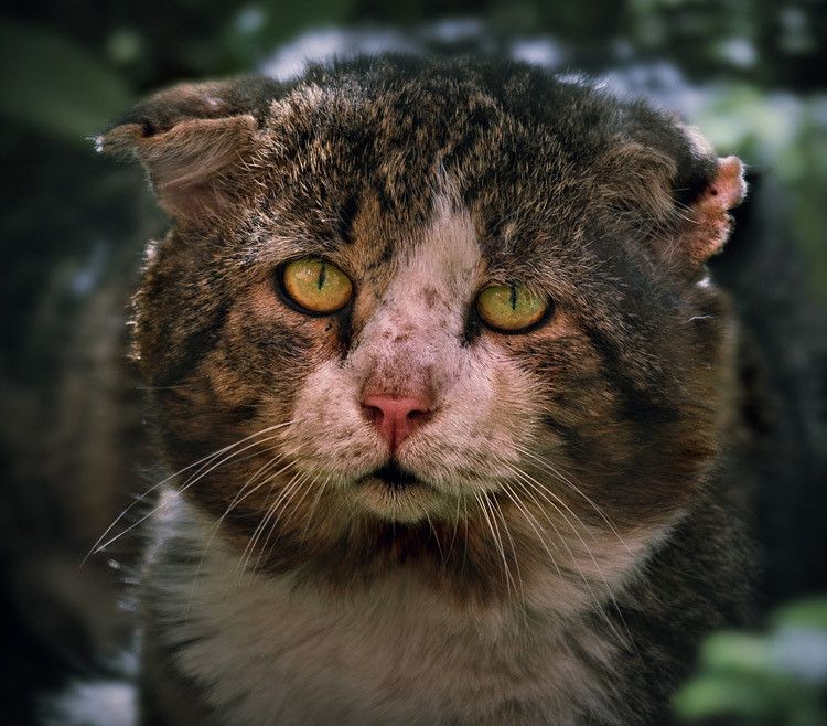Про кота-воина история, коты, юмор
