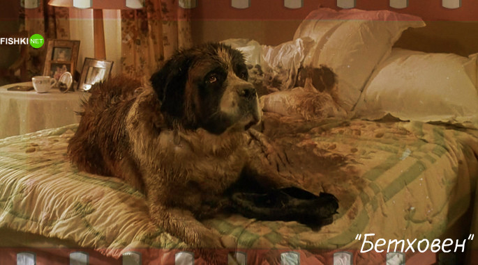 Собачья работа: звёздные роли четвероногих в кино кино, собаки, факты