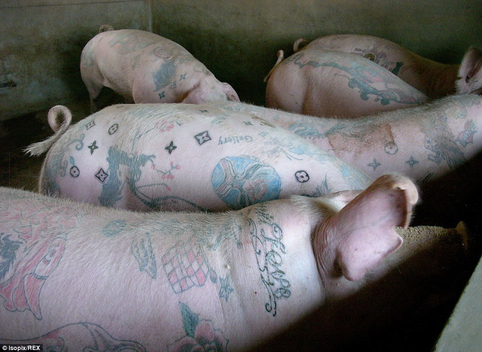 5.	Вим Дельвуа впервые разрисовал живую свинью в 1997 году в США, в 2004 году он отправился в Китай, где царят очень лояльные законы о защите животных.