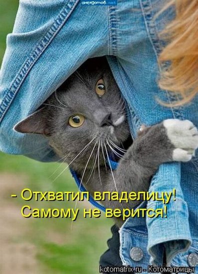 Котоматрица 18