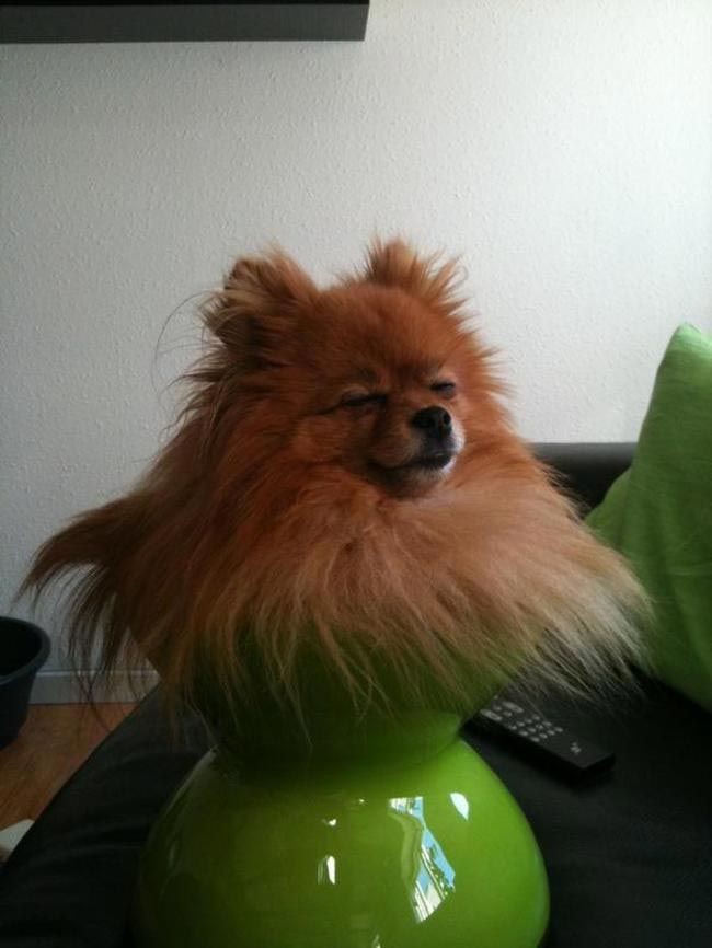 30 неприхотливых собак, которые будут сидеть везде, где им вздумается comfydogs08 30 неприхотливых собак, которые будут сидеть везде, где им вздумается