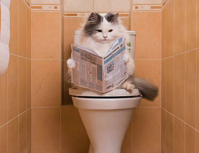 кот на унитазе кот на туалете