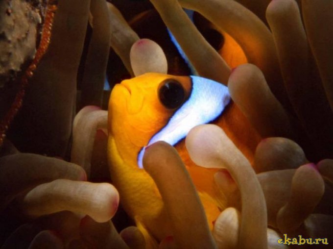 Удивительный подводный мир океанов.