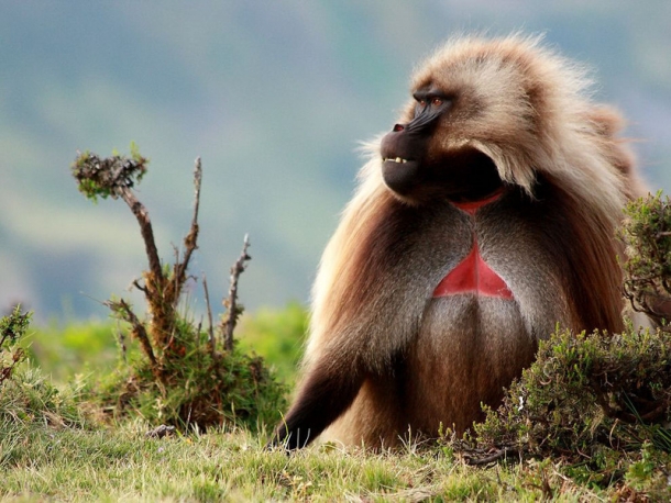 учшие фотографии от National Geographic за февраль 2013 года