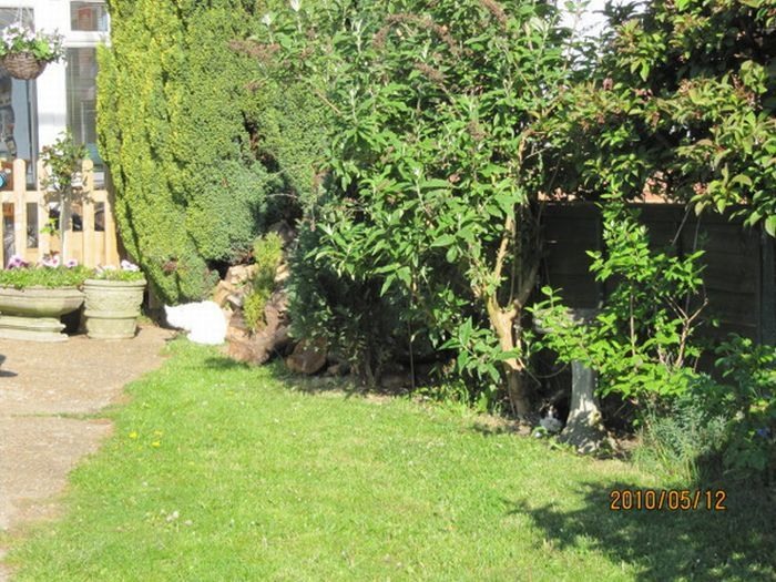 Кошки в засаде