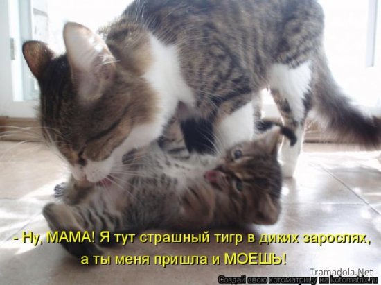 Котоматрица 18