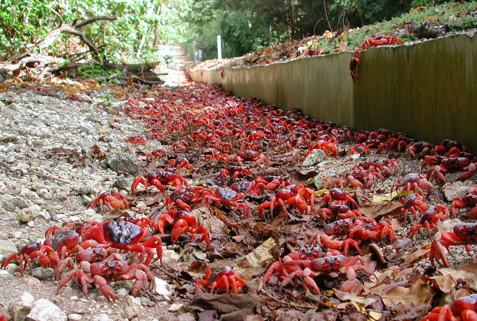 cua đỏ trên đảo Chrismas, cua đỏ di cư, Cua đỏ gecarcoidea natalis, đảo Giáng Sinh
