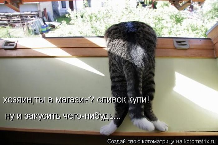 Лучшие котоматрицы недели