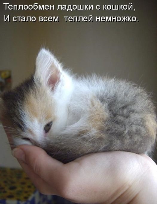 Котоматрица. Часть 2. (45 фото)