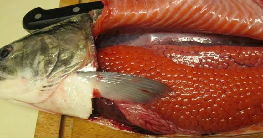 Как выбрать рыбу с икрой как выбрать рыбу с икрой