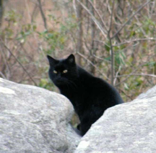 Черный кот Кот сидит