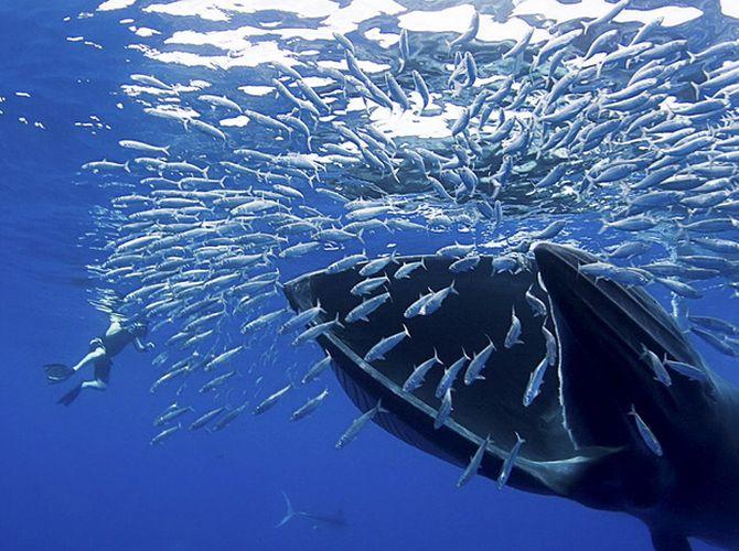 Интересные факты о Китах, Синий кит ест