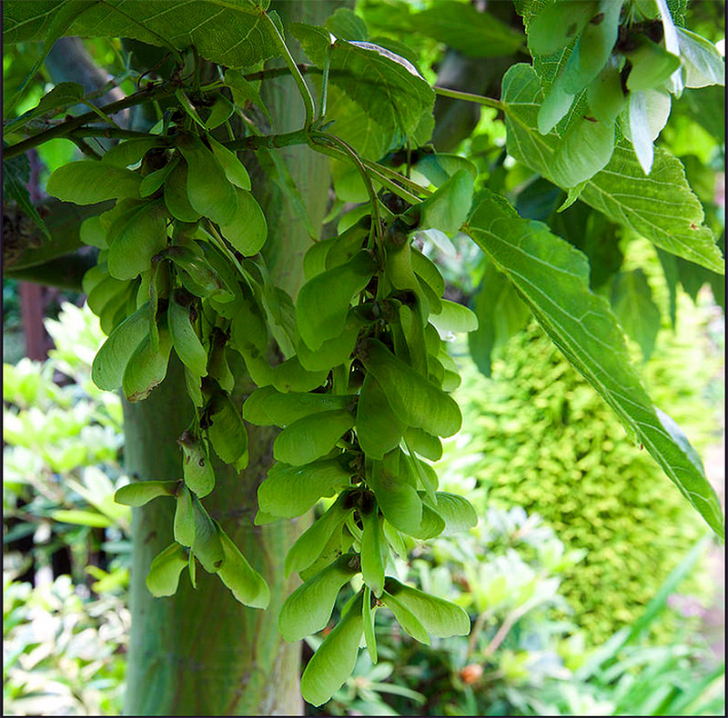 Four Seasons Garden