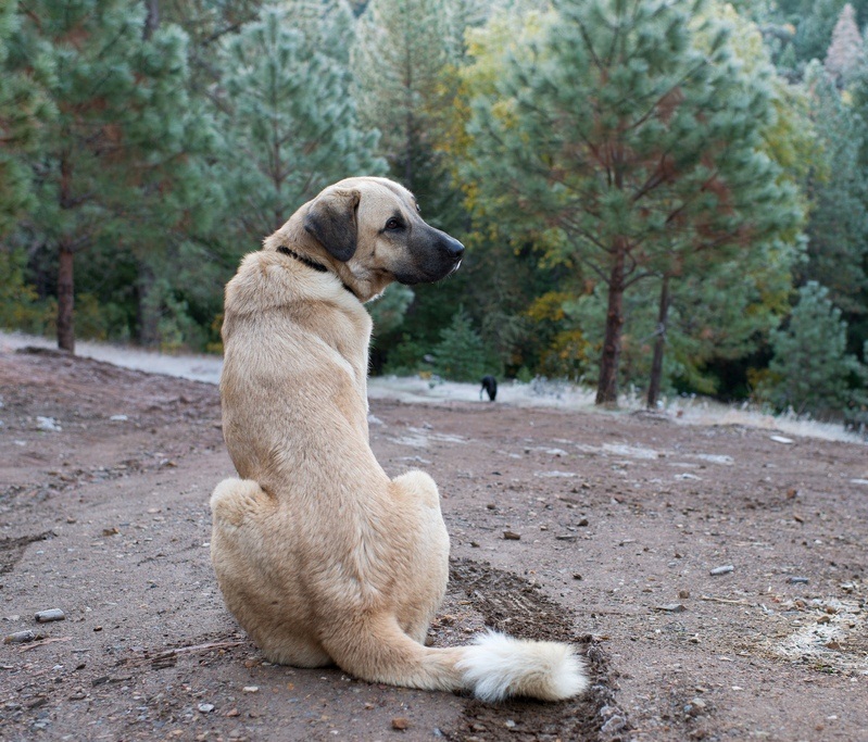 породы собак большого размера: Анатолийская овчарка (кангал). фото