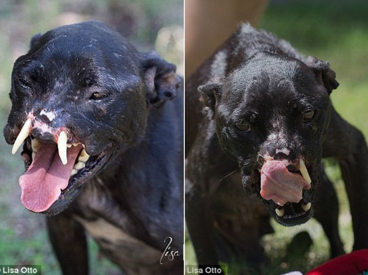 Khalessi dog, собака без половины морды, питбуль без носа