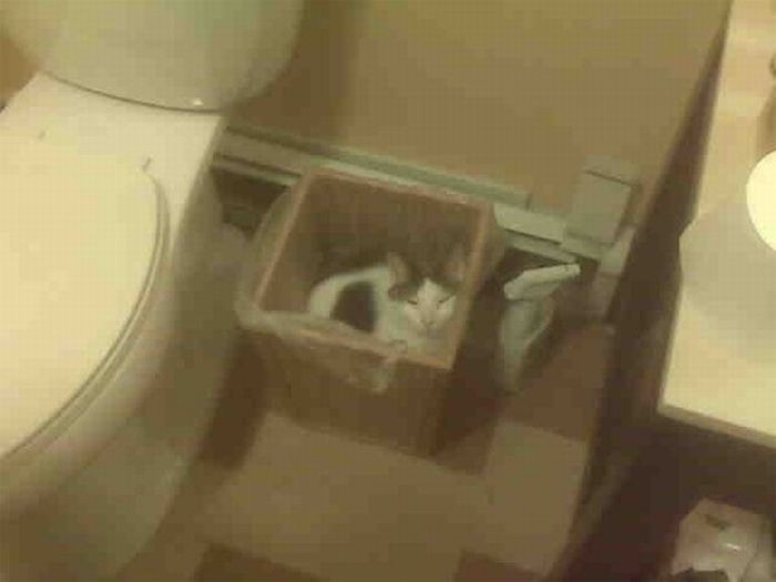 Кошки в засаде