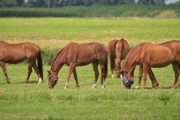 https://c.pxhere.com/photos/4a/27/horses_pasture_graze_coupling_nature_light_brown_animal_meadow-571089.jpg!d
