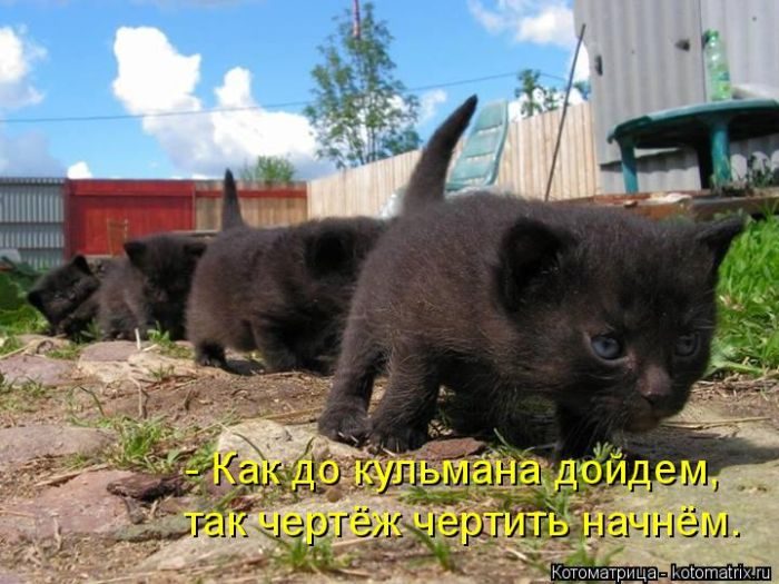 Лучшие котоматрицы недели