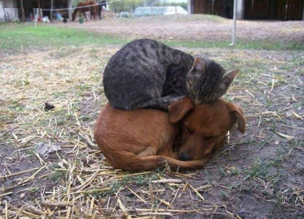 Спящие коты