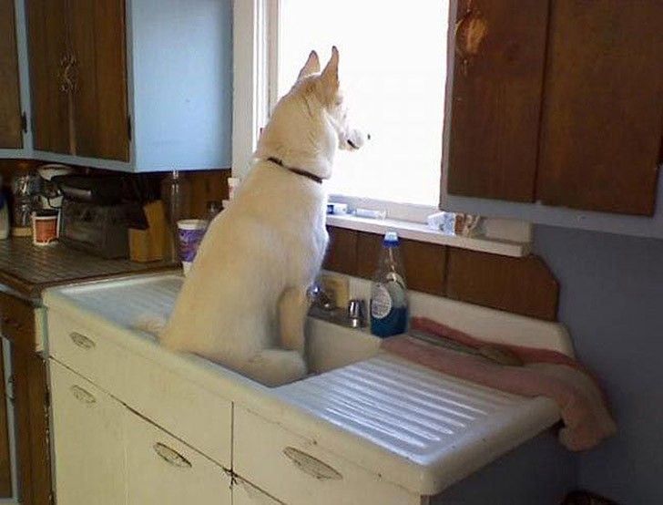 30 неприхотливых собак, которые будут сидеть везде, где им вздумается comfydogs24 30 неприхотливых собак, которые будут сидеть везде, где им вздумается