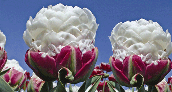 тюльпан мороженое, сорт тюльпана мороженое, тюльпан мороженное, необычные тюльпаны, пионовидые тюльпаны