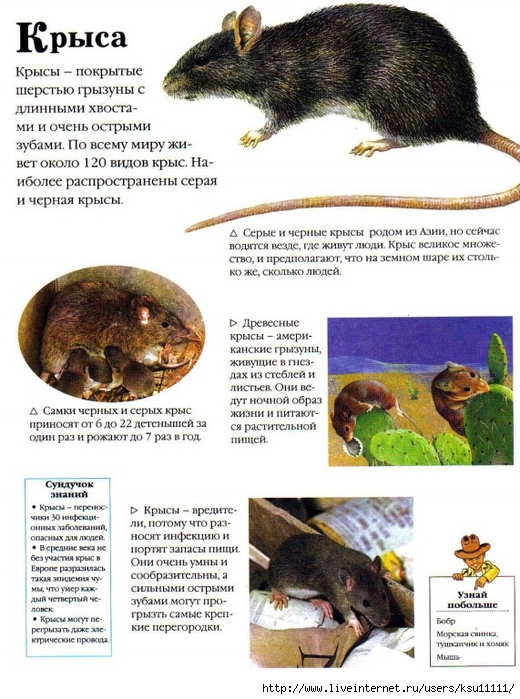 Entziklopedia dlya detei.Vse o jivotnih ot a do ya..page060 (520x700, 298Kb)