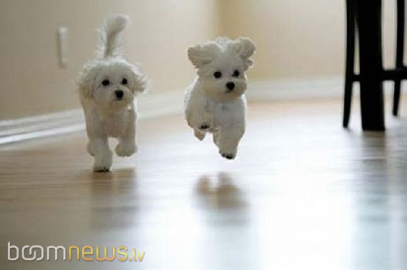 Чудесные малыши! - foto 25