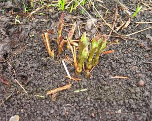 А вот травянистый клематис, стебли которого нужно обрезать на зиму, совершенно беспроблемный. Главное - отток воды от корней. Я пересадила его осенью на другое место, уже всходит.