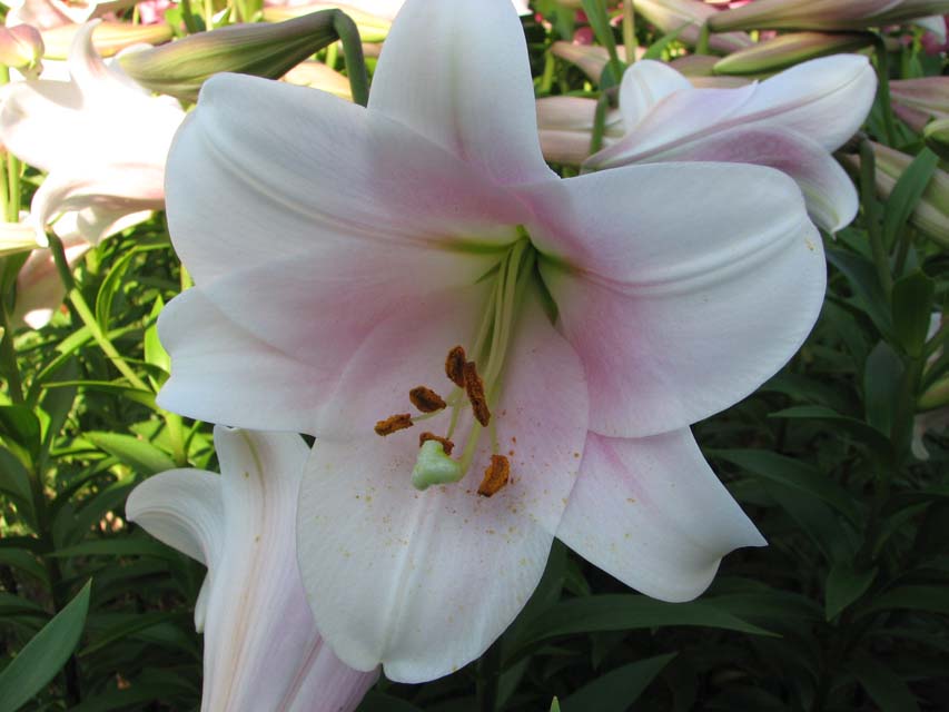 'Bellsong'