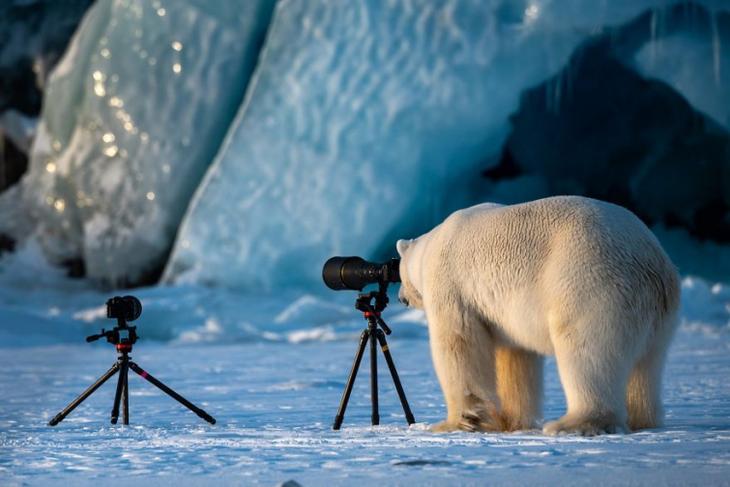 Самые смешные фотографии дикой природы 2018, Comedy Wildlife Photo Awards