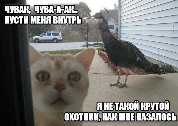 *** ***
