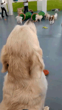 Прикольные гифки