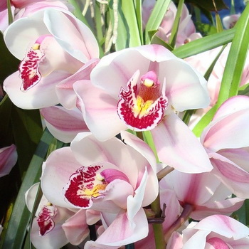 ����� ������� ��������� � �������� ��������