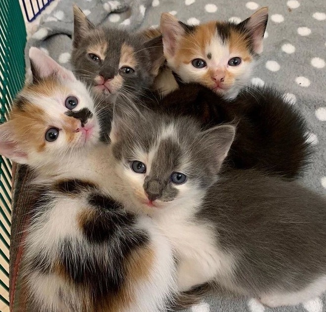 Котята лежат Пять котят