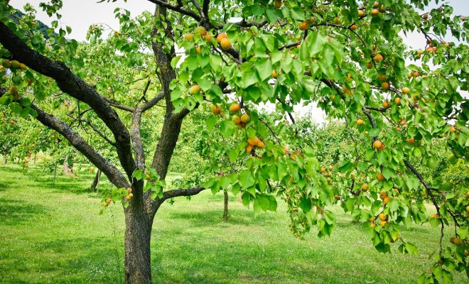 : Tree full with Apricots in a Garden