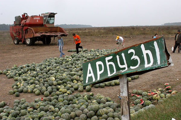 Что зреет под южным солнцем