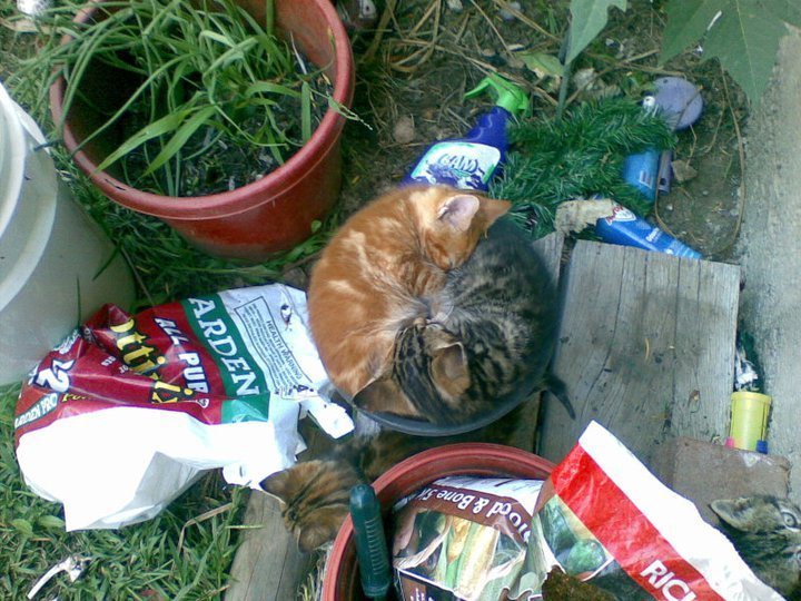 кошка в цветочном горшке 